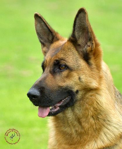 German Shepherd Dog 9B50D-20.JPG